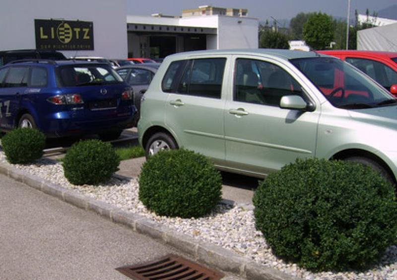 Buxkugeln fassen den Parkplatz ein